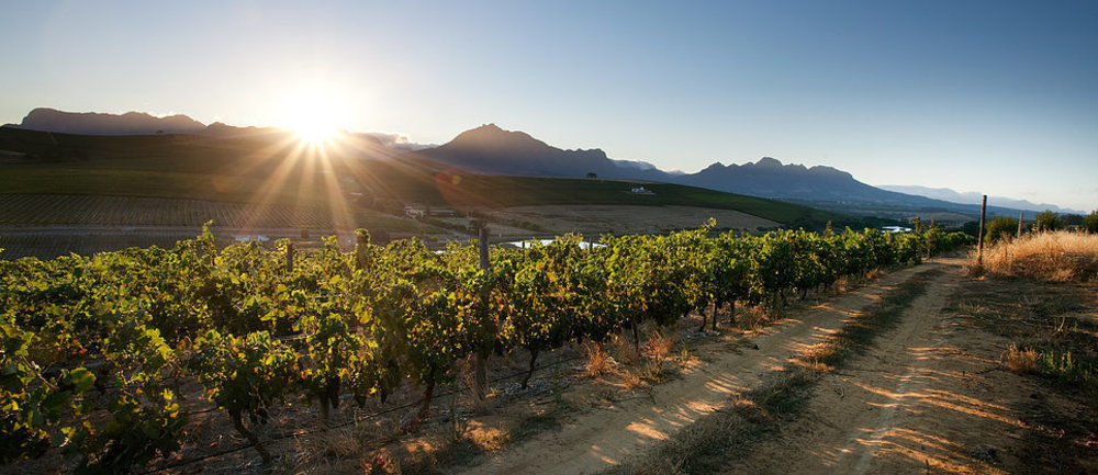 Hotel Brenaissance Wine & Stud Estate Municipalità locale di Municipalità locale di Stellenbosch Esterno foto